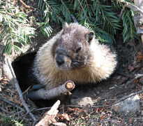 Marmot coming backout