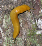 Banana Slug, about 5"