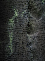 Charred Interior of a Redwood Tree