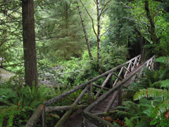 Bridge on a forest trail