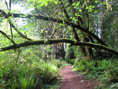 Forest trail thru Redwood Forest