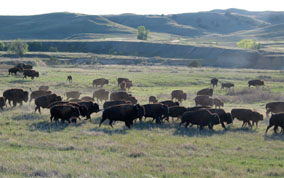 herd running