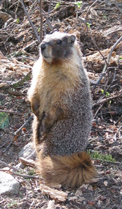 Marmot checking me out