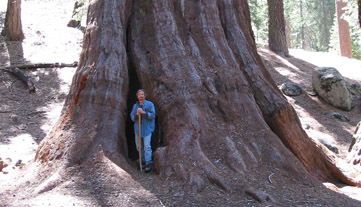 Tennessee Tree and Me