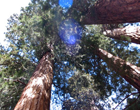 Looking Up