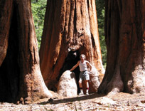 Three Sequoias