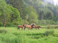 Elk herd in the early evening