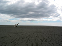 Klamath Beach Sandscape