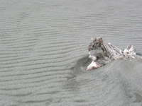 Ripples in Klamath Beach