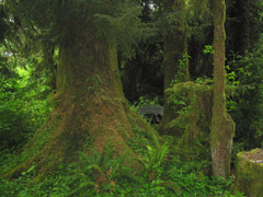 Foliage around campsite