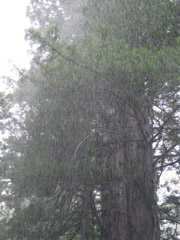 Rain and Sleet in the afternoon