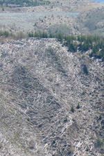Flattened trees in blast zone