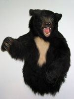 One of Frank's bears