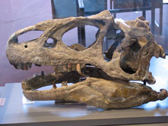 Allosaurus skull
