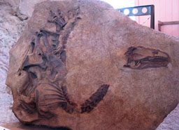 "Teenaged" Allosaurus