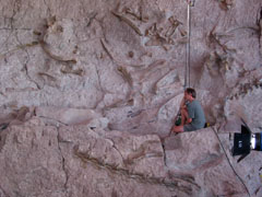 Lots of bones ...