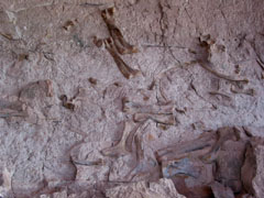 more bones ...