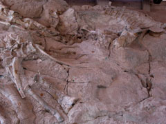 Apatosauruas neck and skull
