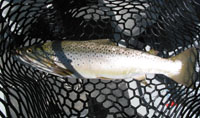 My Brown Trout