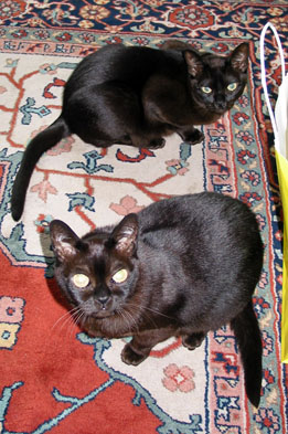 Nik and Koko