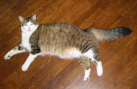 Tennessee the Cat
