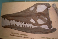 Plesiosaur