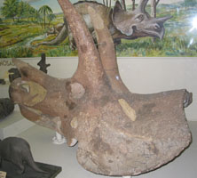 Triceratops
