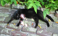 Hemingway cat