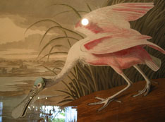 Audobon Spoonbill print