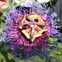 Passion Flower