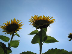 sunflowers