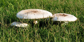 Morning Mushrooms