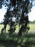 Spanish Moss