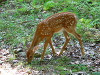 yet another oblivious deer