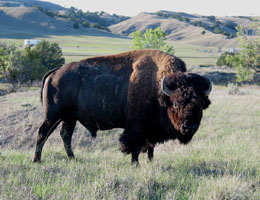 Bison bull