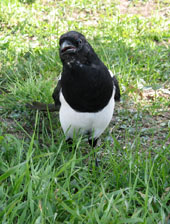 Magpie