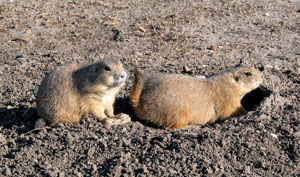 prairie dogs