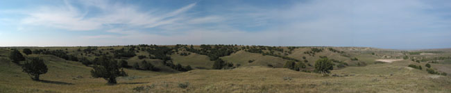 grassy wilderness