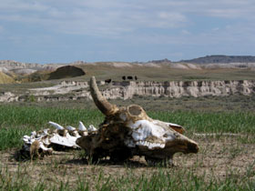bison skeleton