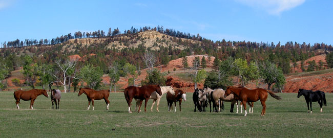 horses