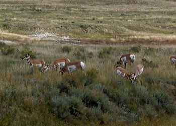 Pronghorn Antelope